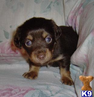 Dachshund Puppies for Sale